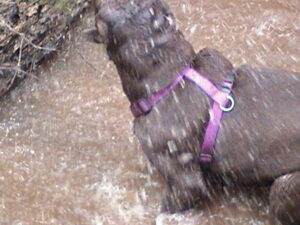 Biomechanics of the “Y” Harness: Your Dog’s Harness Shape Matters