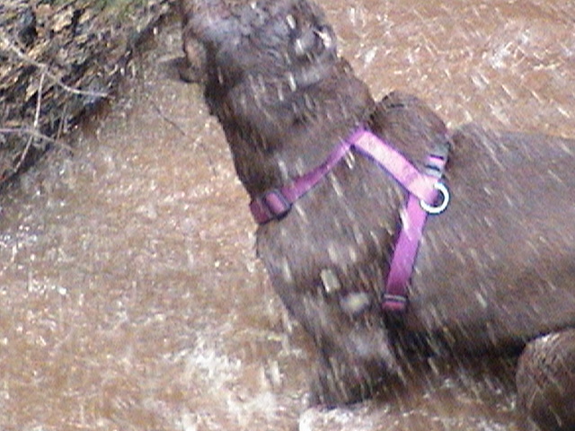 DSC00339-1 Bella with full harness, playing in creek