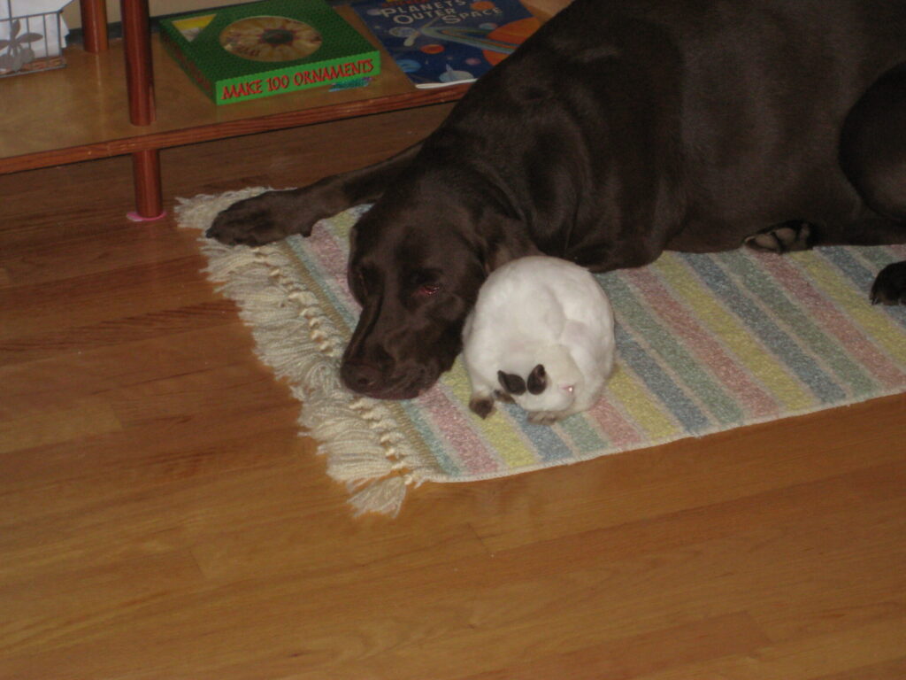 Our lab tired, sleeping with our rabbit.