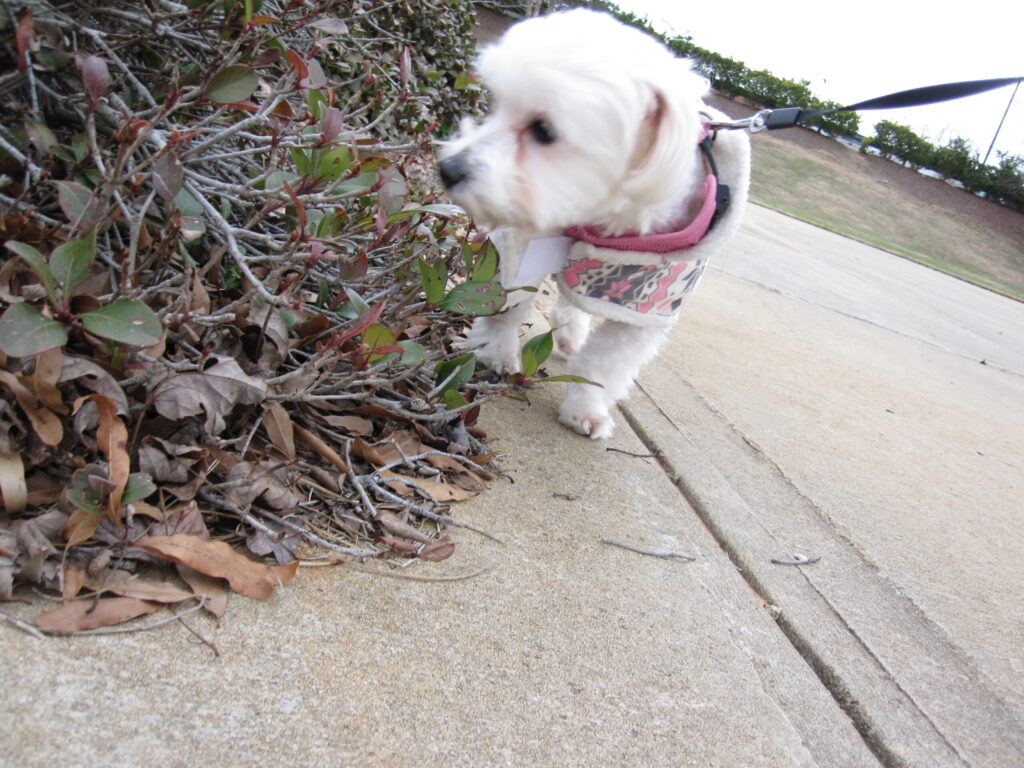 IMG_0715 Angel out for a walk with a full harness