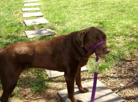 Dog wearing no pull PetSafe gentle leader.
