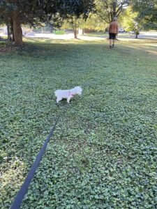 Why Our 15-Year-Old Maltese Won’t Potty Outside: A Lesson in Dog Pee Pads