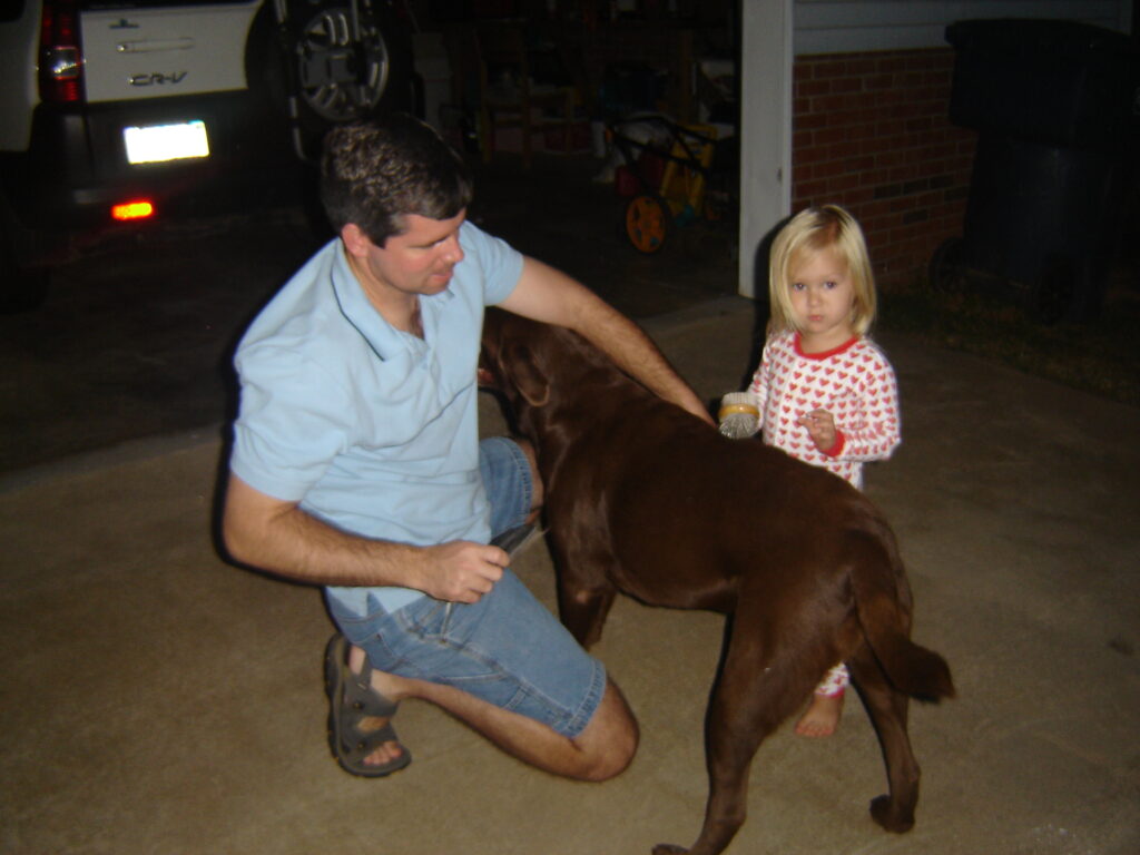 Brush types with chocolate lab dog.