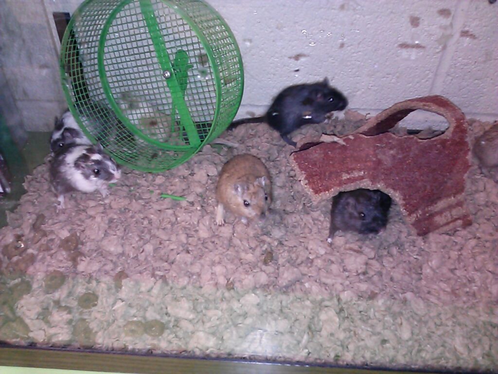 Mouse Habitat 2