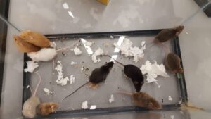 Using Mice in my Summer Camp Classroom
