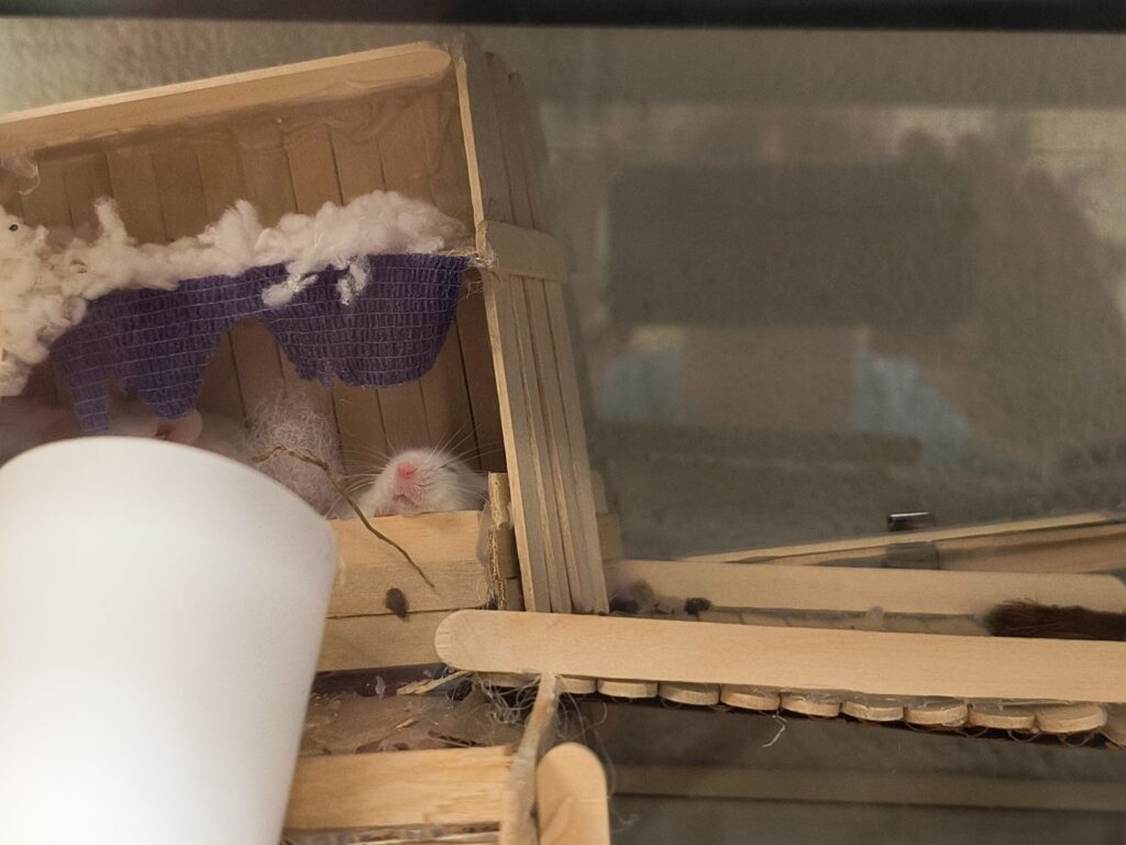 Mouse Habitat 3