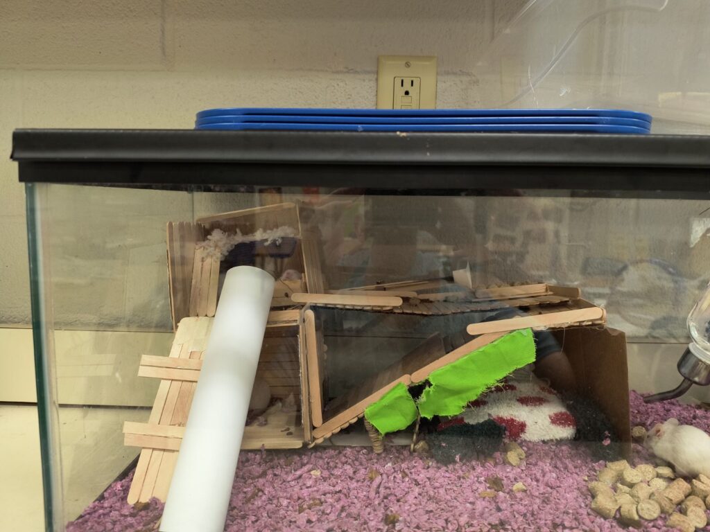 Mouse Habitat 4