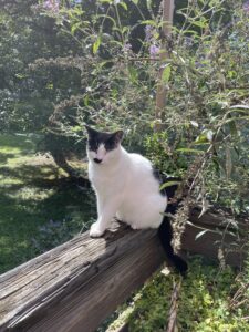 How to Befriend a Stray Cat: Using Food and a Heated Cat House