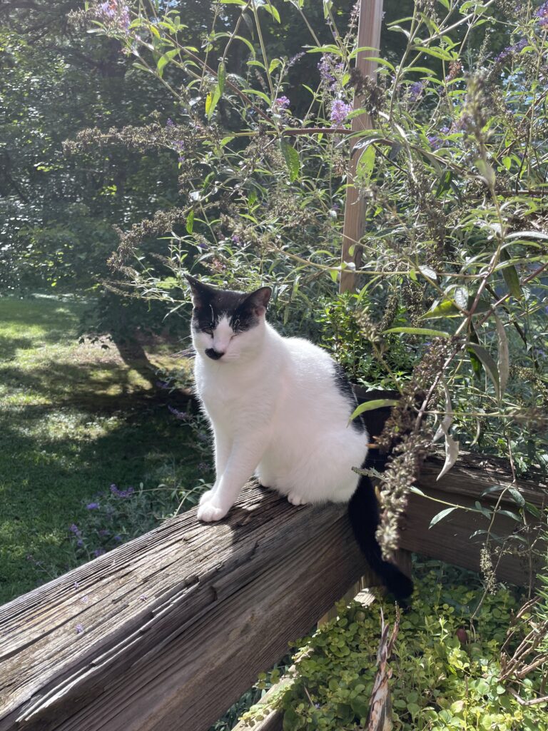 Outside feral cat on our deck
