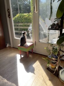 The Science of Play: Why Cat Toys Are Essential (And Why Dogs Just Need a Good Walk)Amazing Cat Toys
