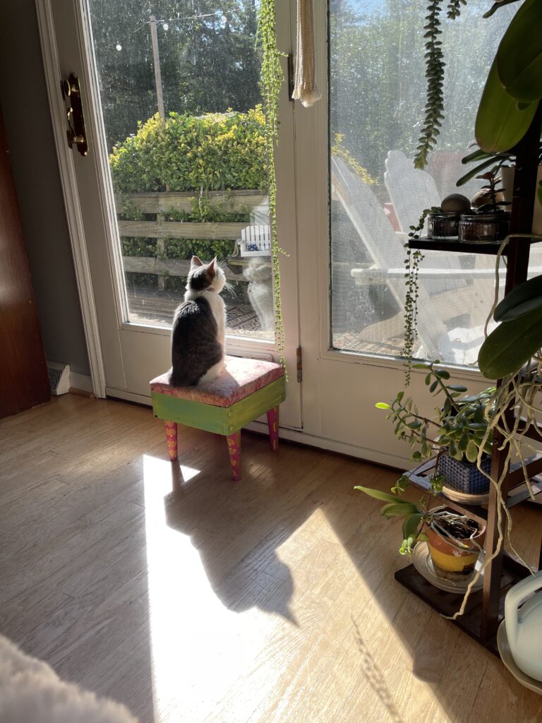 Cat looking out the window out of boredom.
