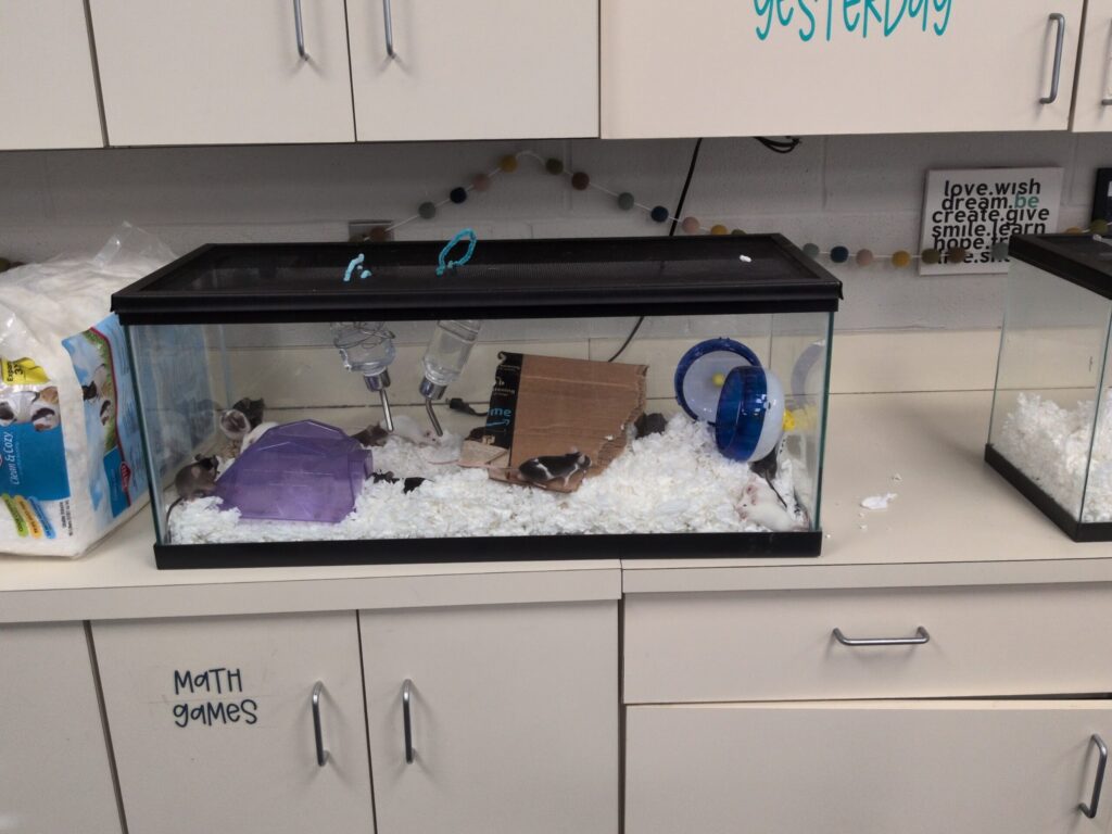 Mouse Habitat 17