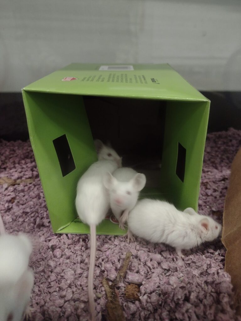 Mouse Habitat 5
