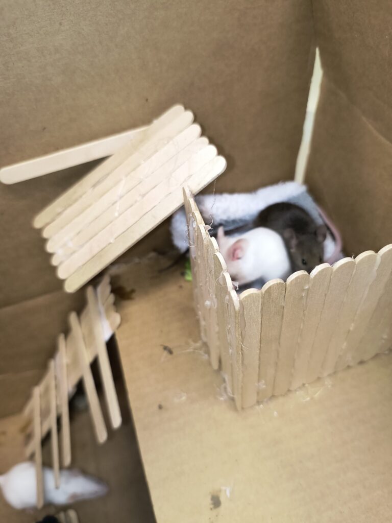 Mouse Habitat 6