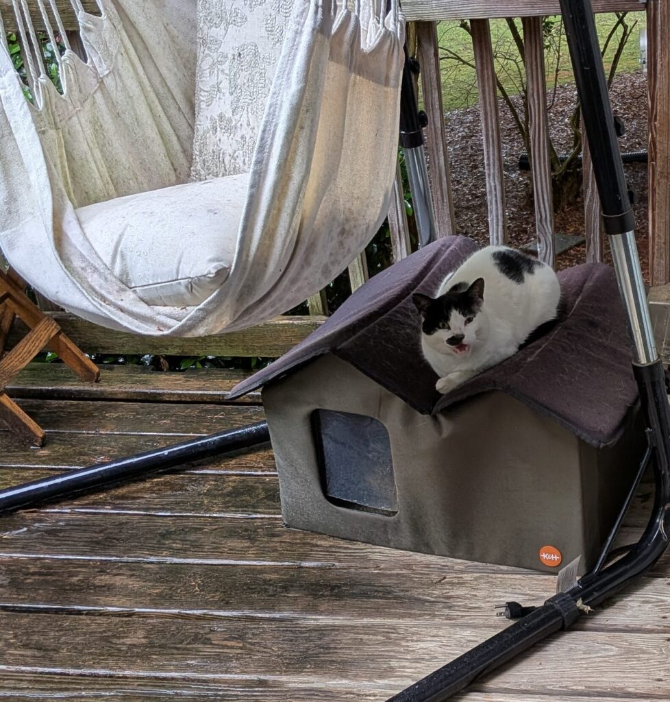 Outside feral cat sleeping on top of her shelter
